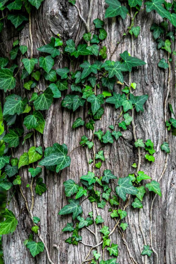 Ivy plant creeper garden bark