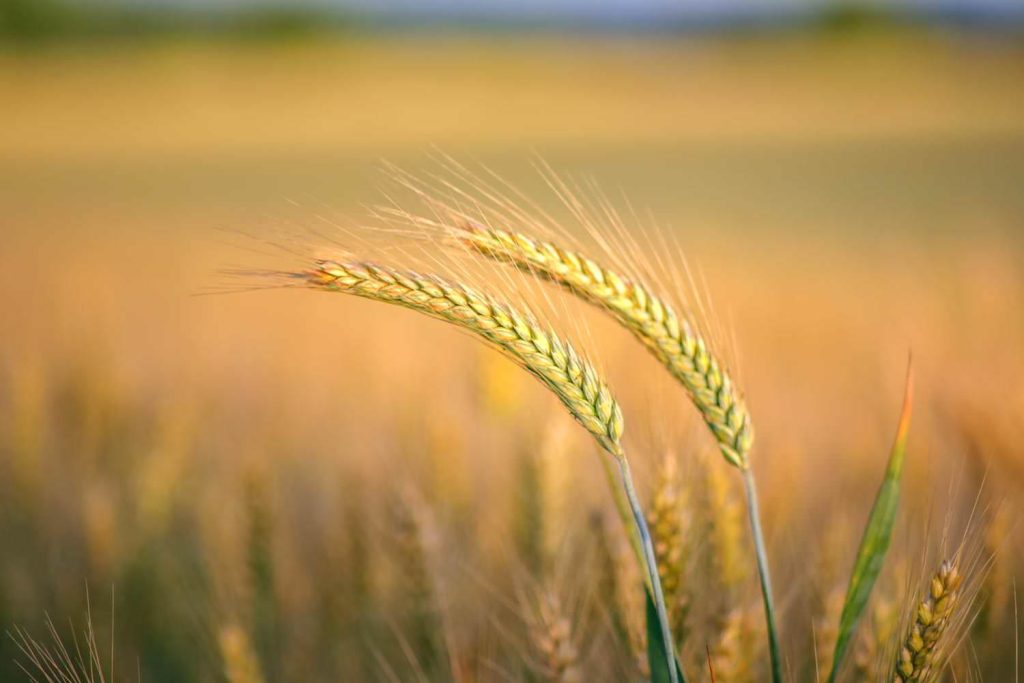 The cornfield of barley