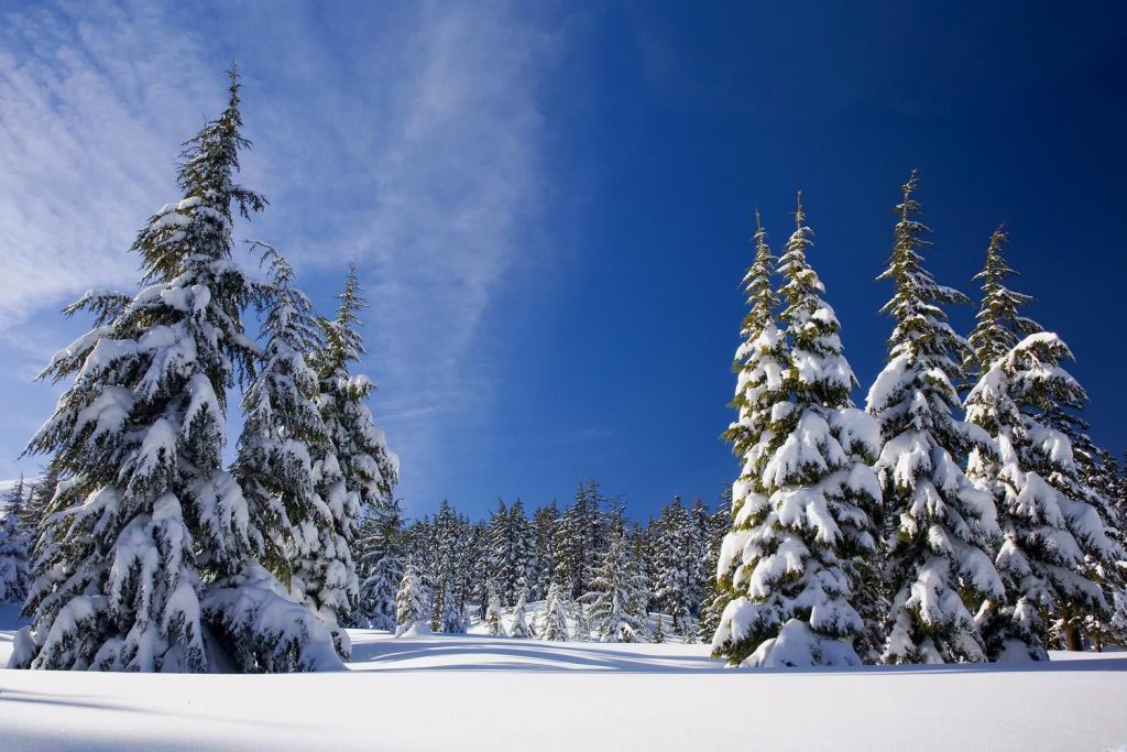 Snow forest winter nature with trees