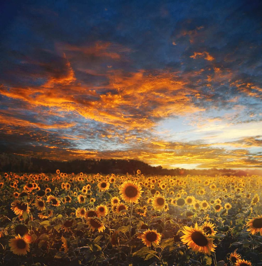 Sunflower field landscape scene