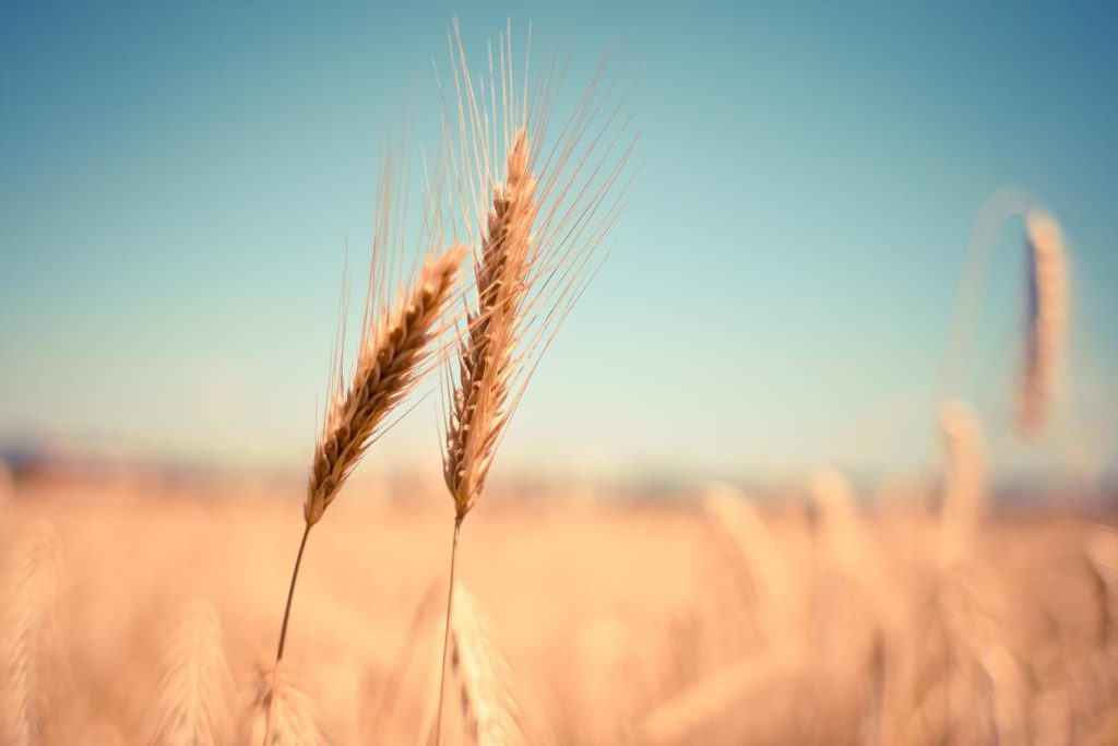wheat ear dry harvest on autumn