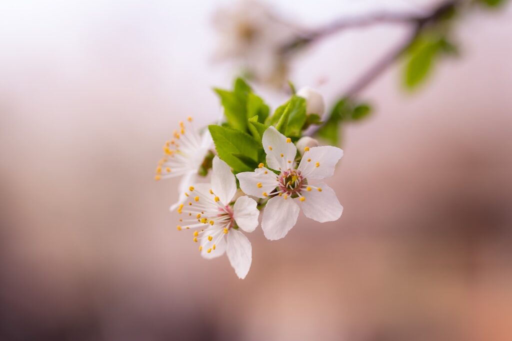 Cherry Blossom Nature Photo