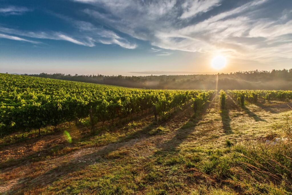 
									Tuscany winegrowing grapevines